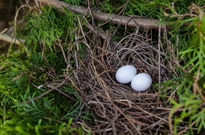 Mourning Dove nest. Photo credit: Transplanted Tatar, www.TransplantedTatar.com